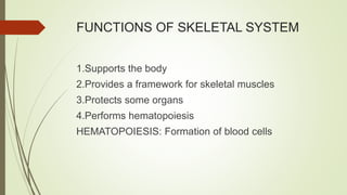FUNCTIONS OF SKELETAL SYSTEM
1.Supports the body
2.Provides a framework for skeletal muscles
3.Protects some organs
4.Performs hematopoiesis
HEMATOPOIESIS: Formation of blood cells
 