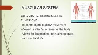 MUSCULAR SYSTEM
STRUCTURE: Skeletal Muscles
FUNCTIONS:
-To contract and to allow movement
-Viewed as the “machines” of the body
-Allows for locomotion, maintains posture,
produces heat etc.
 