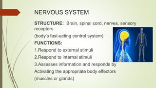 NERVOUS SYSTEM
STRUCTURE: Brain, spinal cord, nerves, sensory
receptors
(body’s fast-acting control system)
FUNCTIONS:
1.Respond to external stimuli
2.Respond to internal stimuli
3.Assesses information and responds by
Activating the appropriate body effectors
(muscles or glands)
 