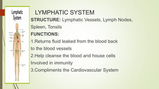 LYMPHATIC SYSTEM
STRUCTURE: Lymphatic Vessels, Lymph Nodes,
Spleen, Tonsils
FUNCTIONS:
1.Returns fluid leaked from the blood back
to the blood vessels
2.Help cleanse the blood and house cells
Involved in immunity
3.Compliments the Cardiovascular System
 