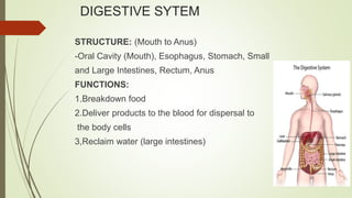 DIGESTIVE SYTEM
STRUCTURE: (Mouth to Anus)
-Oral Cavity (Mouth), Esophagus, Stomach, Small
and Large Intestines, Rectum, Anus
FUNCTIONS:
1.Breakdown food
2.Deliver products to the blood for dispersal to
the body cells
3,Reclaim water (large intestines)
 