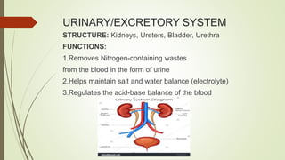 URINARY/EXCRETORY SYSTEM
STRUCTURE: Kidneys, Ureters, Bladder, Urethra
FUNCTIONS:
1.Removes Nitrogen-containing wastes
from the blood in the form of urine
2.Helps maintain salt and water balance (electrolyte)
3.Regulates the acid-base balance of the blood
 