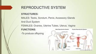 REPRODUCTIVE SYSTEM
STRUCTURES:
MALES: Testis, Scrotum, Penis, Accessory Glands
And Duct System
FEMALES: Ovaries, Uterine Tubes, Uterus, Vagina
FUNCTIONS:
-To produce offspring
 