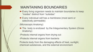 MAINTAINING BOUNDARIES
 Every living organism needs to maintain boundaries to keep
“insides” distinct from “outsides”
 Every individual cell has a membrane (most semi or
selectively permeable)
(Microscopic Anatomy)
 The body is enclosed by the Integumentary System (Gross
Anatomy)
-Protects internal organs from drying out
-Protects internal organs from bacteria
Protects body from the damaging effects of heat, sunlight,
chemical substances, and the external environment
 