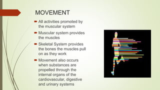 MOVEMENT
 All activities promoted by
the muscular system
 Muscular system provides
the muscles
 Skeletal System provides
the bones the muscles pull
on as they work
 Movement also occurs
when substances are
propelled through the
internal organs of the
cardiovascular, digestive
and urinary systems
 