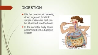 DIGESTION
 It is the process of breaking
down ingested food into
simple molecules that can
be absorbed into the blood
 In the complex body this is
performed by the digestive
system
 