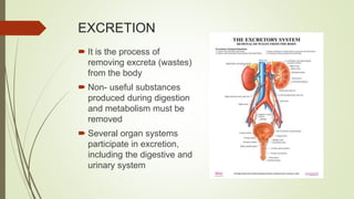 EXCRETION
 It is the process of
removing excreta (wastes)
from the body
 Non- useful substances
produced during digestion
and metabolism must be
removed
 Several organ systems
participate in excretion,
including the digestive and
urinary system
 