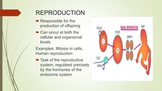 REPRODUCTION
 Responsible for the
production of offspring
 Can occur at both the
cellular and organismal
levels
Examples: Mitosis in cells,
Human reproduction
 Task of the reproductive
system, regulated precisely
by the hormones of the
endocrine system
 