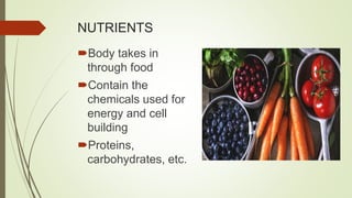 NUTRIENTS
Body takes in
through food
Contain the
chemicals used for
energy and cell
building
Proteins,
carbohydrates, etc.
 
