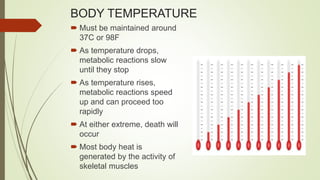 BODY TEMPERATURE
 Must be maintained around
37C or 98F
 As temperature drops,
metabolic reactions slow
until they stop
 As temperature rises,
metabolic reactions speed
up and can proceed too
rapidly
 At either extreme, death will
occur
 Most body heat is
generated by the activity of
skeletal muscles
 