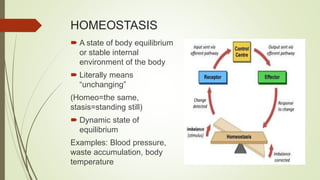 HOMEOSTASIS
 A state of body equilibrium
or stable internal
environment of the body
 Literally means
“unchanging”
(Homeo=the same,
stasis=standing still)
 Dynamic state of
equilibrium
Examples: Blood pressure,
waste accumulation, body
temperature
 