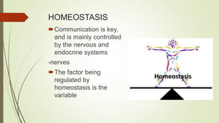 HOMEOSTASIS
Communication is key,
and is mainly controlled
by the nervous and
endocrine systems
-nerves
The factor being
regulated by
homeostasis is the
variable
 