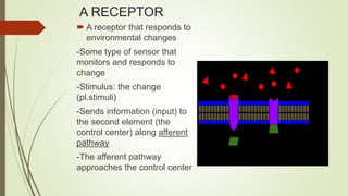 A RECEPTOR
 A receptor that responds to
environmental changes
-Some type of sensor that
monitors and responds to
change
-Stimulus: the change
(pl.stimuli)
-Sends information (input) to
the second element (the
control center) along afferent
pathway
-The afferent pathway
approaches the control center
 