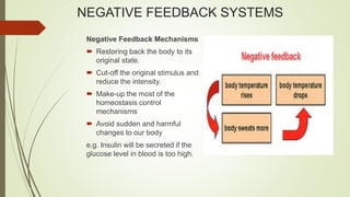 NEGATIVE FEEDBACK SYSTEMS
Negative Feedback Mechanisms
 Restoring back the body to its
original state.
 Cut-off the original stimulus and
reduce the intensity.
 Make-up the most of the
homeostasis control
mechanisms
 Avoid sudden and harmful
changes to our body
e.g. Insulin will be secreted if the
glucose level in blood is too high.
 