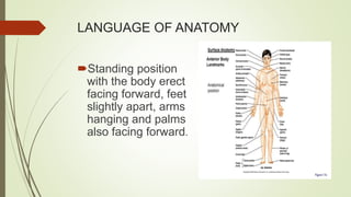 LANGUAGE OF ANATOMY
Standing position
with the body erect
facing forward, feet
slightly apart, arms
hanging and palms
also facing forward.
 