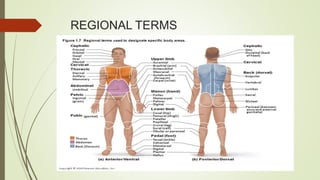 REGIONAL TERMS
 