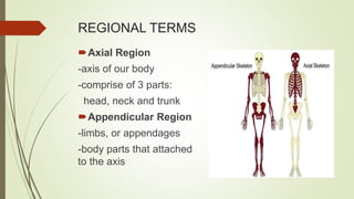 REGIONAL TERMS
Axial Region
-axis of our body
-comprise of 3 parts:
head, neck and trunk
Appendicular Region
-limbs, or appendages
-body parts that attached
to the axis
 