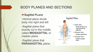 BODY PLANES AND SECTIONS
Sagittal PLane
-Vertical plane divide
body into right and left
-Sagittal plane that
exactly cut in the middle
called MIDSAGITTAL or
median plane.
-Sagittal plane that
PARASAGITTAL plane.
 