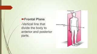 Frontal Plane
-Vertical line that
divide the body to
anterior and posterior
parts.
 
