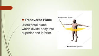 Transverse Plane
-Horizontal plane
which divide body into
superior and inferior.
 