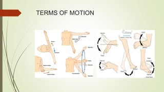 TERMS OF MOTION
 