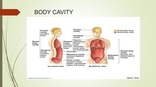 BODY CAVITY
 