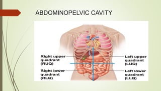 ABDOMINOPELVIC CAVITY
 
