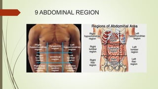 9 ABDOMINAL REGION
 