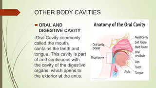 OTHER BODY CAVITIES
ORAL AND
DIGESTIVE CAVITY
-Oral Cavity commonly
called the mouth,
contains the teeth and
tongue. This cavity is part
of and continuous with
the cavity of the digestive
organs, which opens to
the exterior at the anus.
 