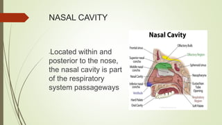 NASAL CAVITY
-Located within and
posterior to the nose,
the nasal cavity is part
of the respiratory
system passageways
 