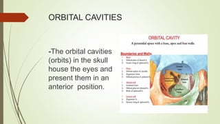 ORBITAL CAVITIES
-The orbital cavities
(orbits) in the skull
house the eyes and
present them in an
anterior position.
 