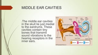 MIDDLE EAR CAVITIES
-The middle ear cavities
in the skull lie just medial
to the eardrums. These
cavities contain tiny
bones that transmit
sound vibrations to the
hearing receptors in the
inner ears.
 