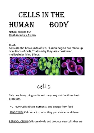 CELLS IN THE 
HUMAN BODY 
Natural science 5ºA 
Cristian,Ines y Alvaro 
CELLS: 
cells are the basic units of life. Human begins are made up 
of millions of cells.That is why they are considered 
multicellular living things 
cells 
Cells are living things units and they carry out the three basic 
processes. 
NUTRION:Cells obtain nutrients and energy from food 
SENSITIVITY:Cells retact to what they perceive around them. 
REPRODUCTION:Cells can divide and produce new cells that are 
 