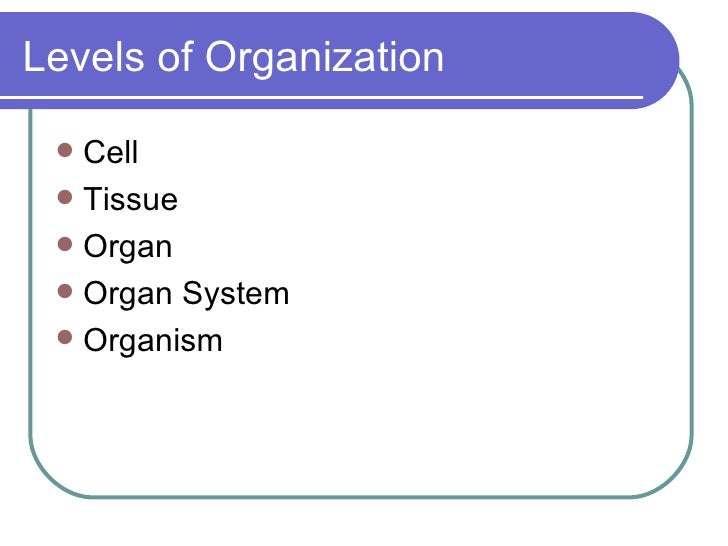 what are the levels of organization