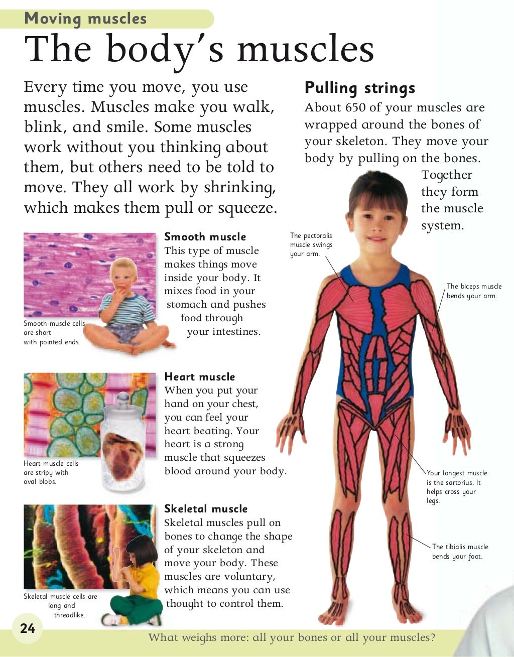 Human body encyclopedia