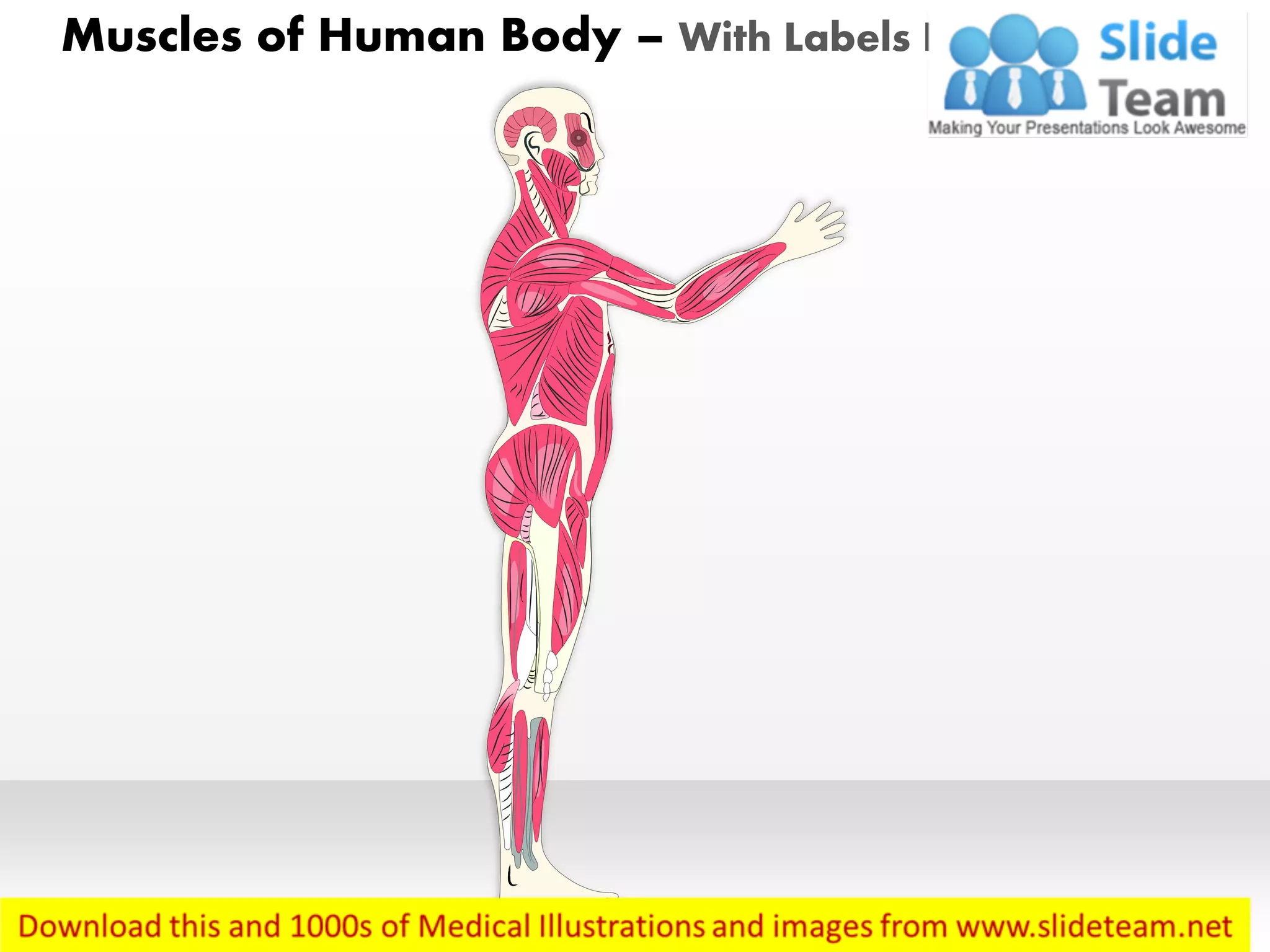 Human body general lateral view medical images for power point | PDF