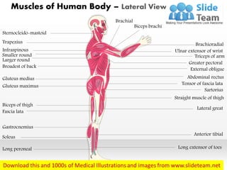 Human body general lateral view medical images for power point | PDF