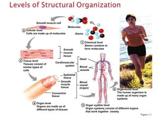 Chemical level
Atoms combine to
form molecules
1
2
3
4
Cellular level
Cells are made up of molecules
Tissue level
Tissues consist of
similar types of
cells
5 Organ system level
Organ systems consist of different organs
that work together closely
Organ level
Organs are made up of
different types of tissues
6 Organismal level
The human organism is
made up of many organ
systems
Atoms
Molecules
Smooth muscle cell
Smooth
muscle
tissue
Connective
tissue
Smooth
muscle
tissue
Epithelial
tissue
Blood
vessel
(organ)
Heart
Blood
vessels
Cardiovascular
system
Figure 1.1
 
