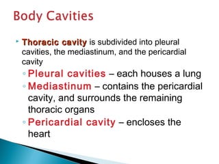  Thoracic cavityThoracic cavity is subdivided into pleural
cavities, the mediastinum, and the pericardial
cavity
◦ Pleural cavities – each houses a lung
◦ Mediastinum – contains the pericardial
cavity, and surrounds the remaining
thoracic organs
◦ Pericardial cavity – encloses the
heart
 
