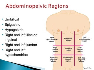  Umbilical
 Epigastric
 Hypogastric
 Right and left iliac or
inguinal
 Right and left lumbar
 Right and left
hypochondriac
Figure 1.11a
 