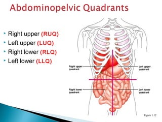  Right upper (RUQ)
 Left upper (LUQ)
 Right lower (RLQ)
 Left lower (LLQ)
Figure 1.12
 