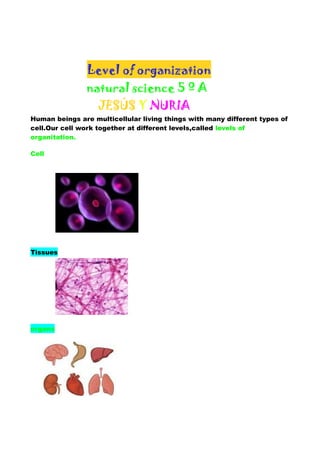 Level of organization 
natural science 5 º A 
JESÚS Y NURIA 
Human beings are multicellular living things with many different types of 
cell.Our cell work together at different levels,called levels of 
organitation. 
Cell 
Tissues 
organs 
 