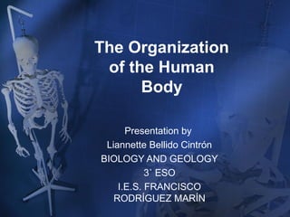 The Organization
of the Human
Body
Presentation by
Liannette Bellido Cintrón
BIOLOGY AND GEOLOGY
3˚ ESO
I.E.S. FRANCISCO
RODRÍGUEZ MARÍN
 