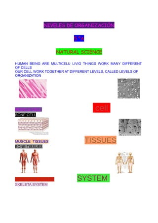 NIVELES DE ORGANIZACIÓN 
5 ºA 
NATURAL SCIENCE 
HUMAN BEING ARE MULTICELU LIVIG THINGS WORK MANY DIFFERENT 
OF CELLS 
OUR CELL WORK TOGETHER AT DIFFERENT LEVELS, CALLED LEVELS OF 
ORGANIZATION 
MUSCLE CELL cell 
BONE CELL 
MUSCLE TISSUES TISSUES 
BONE TISSUES 
MUSCULAR SYSTEM SYSTEM 
SKELETA SYSTEM 
 