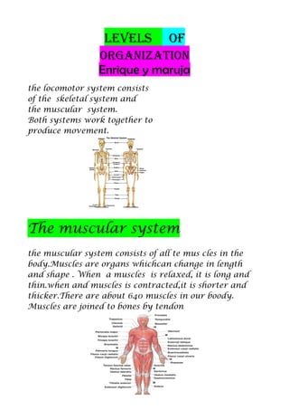 LeveLs of 
organization 
Enrique y maruja 
the locomotor system consists 
of the skeletal system and 
the muscular system. 
Both systems work together to 
produce movement. 
The muscular system 
the muscular system consists of all te mus cles in the 
body.Muscles are organs whichcan change in length 
and shape . When a muscles is relaxed, it is long and 
thin.when and muscles is contracted,it is shorter and 
thicker.There are about 640 muscles in our boody. 
Muscles are joined to bones by tendon 
