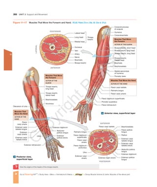 Human body muscles | PDF
