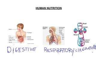 Human body, nutrtion j7 ,wk