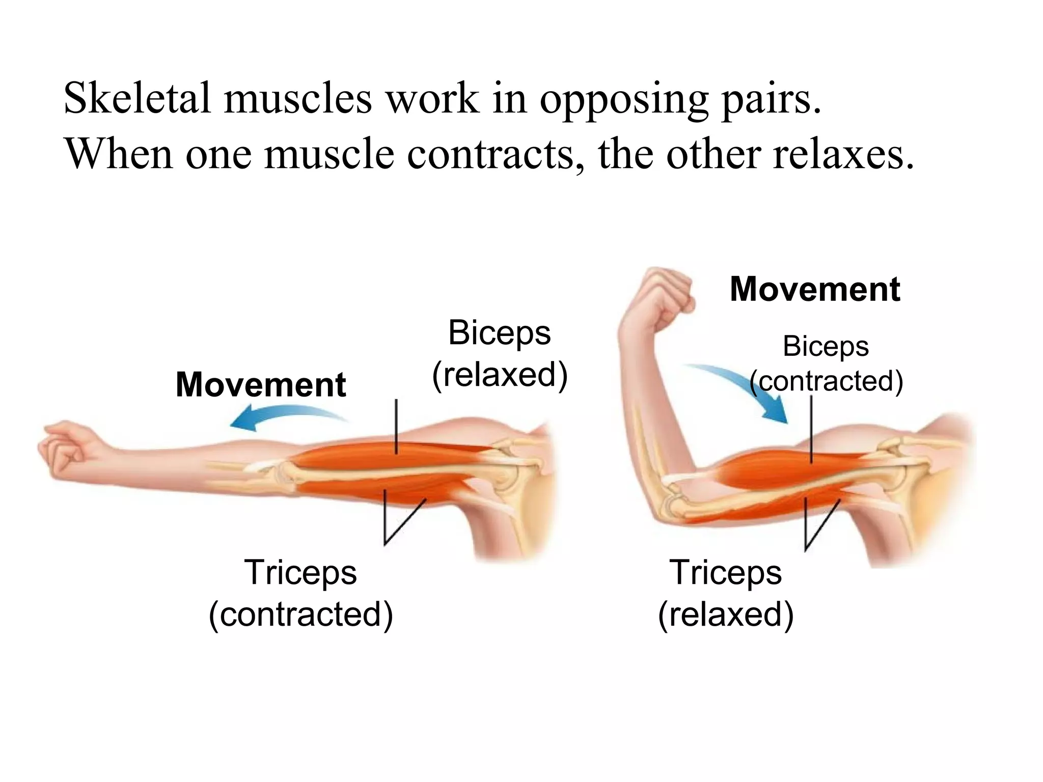 Human body overview | PPT