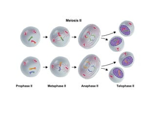 Figure 11-17 Meiosis II 
Meiosis II 
Section 11-4 
Prophase II Metaphase II Anaphase II Telophase II 
 