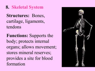 8. Skeletal System 
Structures: Bones, 
cartilage, ligaments, 
tendons 
Functions: Supports the 
body; protects internal 
organs; allows movement; 
stores mineral reserves; 
provides a site for blood 
formation 
 